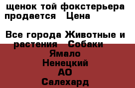щенок той-фокстерьера продается › Цена ­ 25 000 - Все города Животные и растения » Собаки   . Ямало-Ненецкий АО,Салехард г.